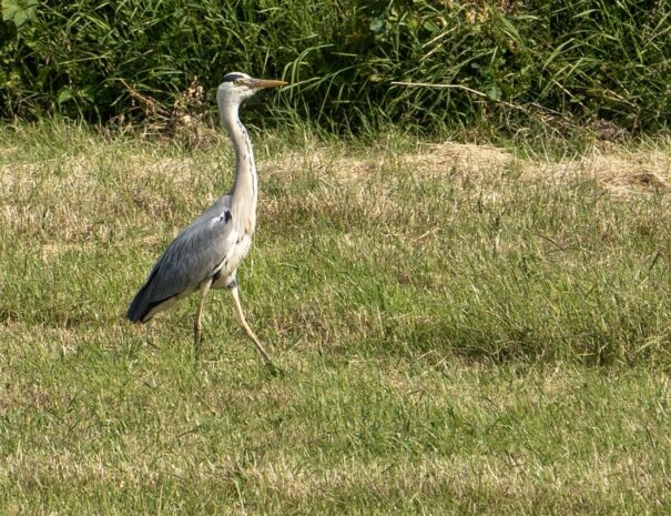 ed89201d-cd36-42ad-acb8-9bd41a755942